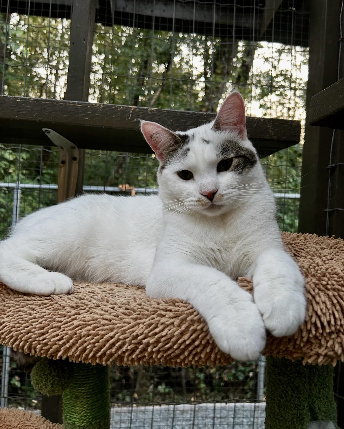 Enlarge Chiara, an adoptable Domestic Short Hair in Maple Ridge, BC image 3/6