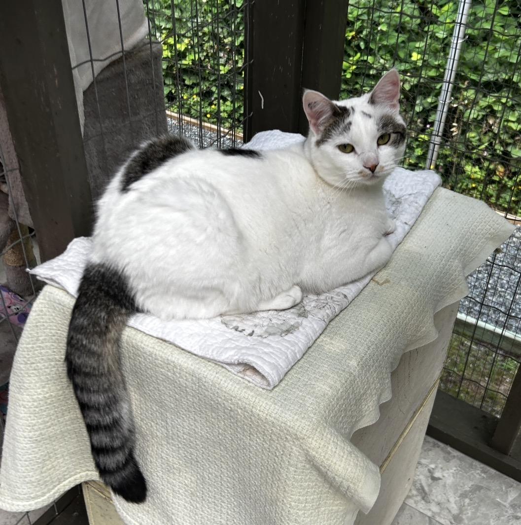 Enlarge Chiara, an adoptable Domestic Short Hair in Maple Ridge, BC image 6/6
