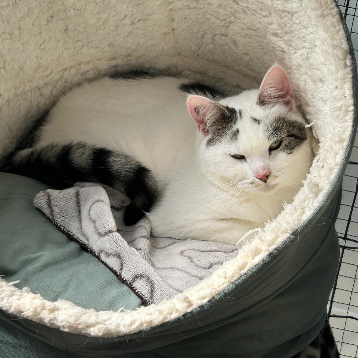 Enlarge Chiara, an adoptable Domestic Short Hair in Maple Ridge, BC image 5/6
