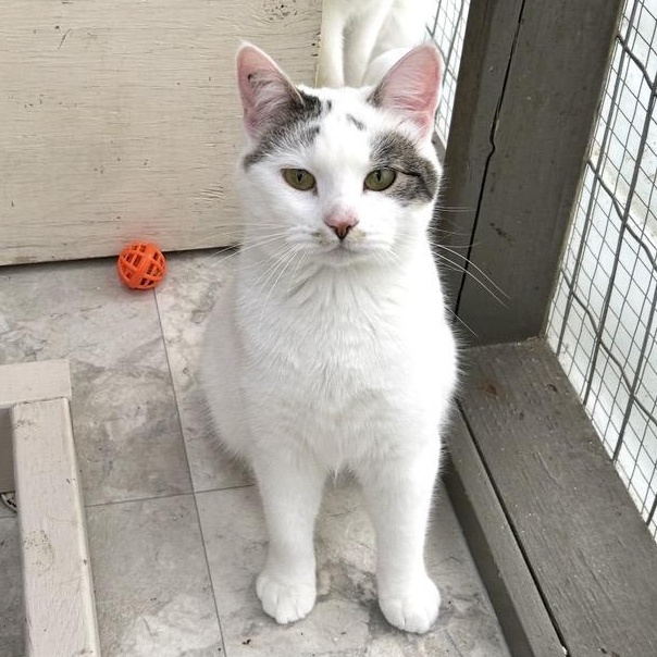 Enlarge Chiara, an adoptable Domestic Short Hair in Maple Ridge, BC image 4/6