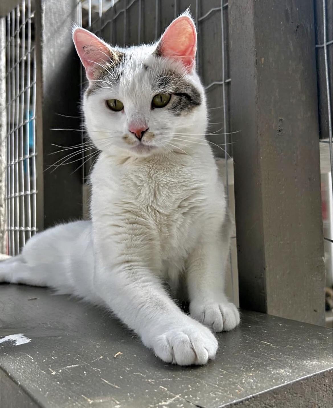 Enlarge Chiara, an adoptable Domestic Short Hair in Maple Ridge, BC image 2/6