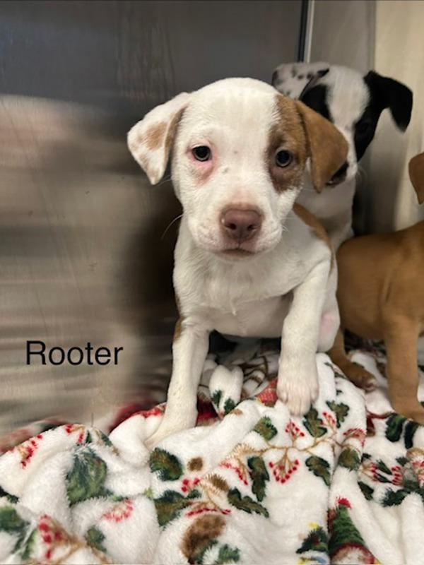 Enlarge Rooter, a Adoptable mixed breed in Knoxville, TN image 1/1