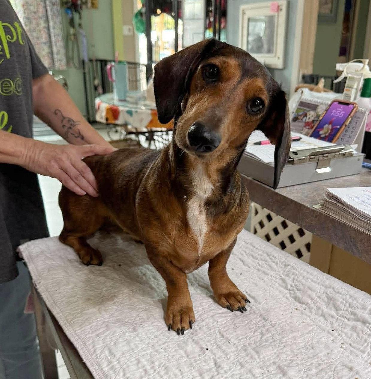 Fritzi (NOT YET AVAILABLE), Adoptable, Adult Female Dachshund.