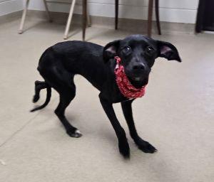 Enlarge Buttons, a ADOPTABLE mixed breed in Bucyrus, OH image 2/5