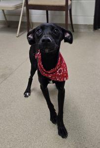 Enlarge Buttons, a ADOPTABLE mixed breed in Bucyrus, OH image 3/5