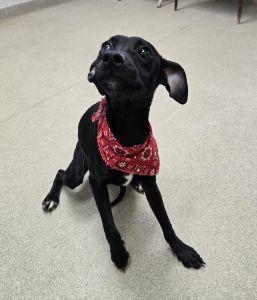 Enlarge Buttons, a ADOPTABLE mixed breed in Bucyrus, OH image 5/5