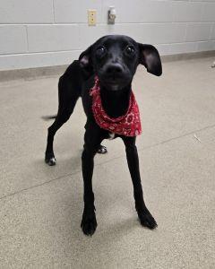 Buttons, ADOPTABLE, Young Female Chihuahua & Labrador Retriever.