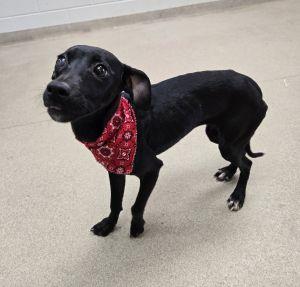 Enlarge Buttons, a ADOPTABLE mixed breed in Bucyrus, OH image 4/5