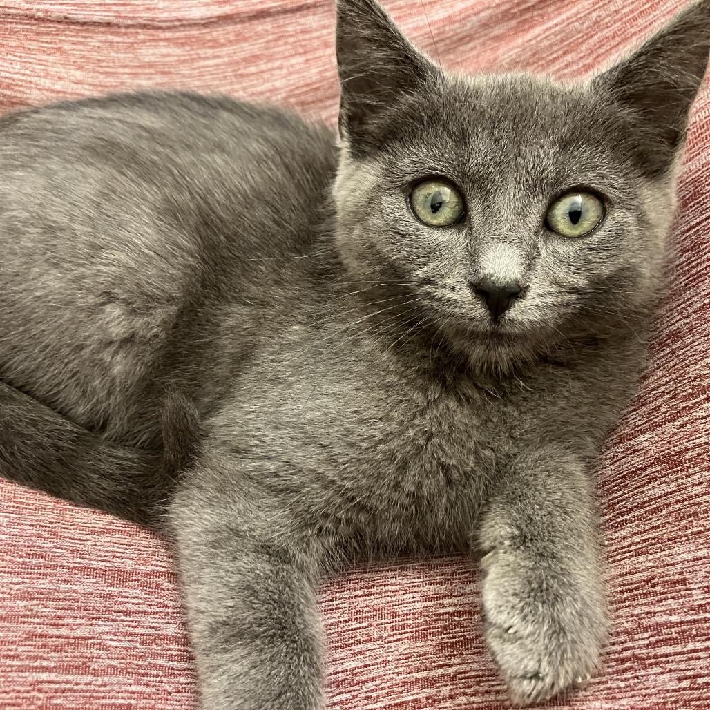 Enlarge Suki, a Adoptable Domestic Medium Hair in Waxhaw, NC image 1/2