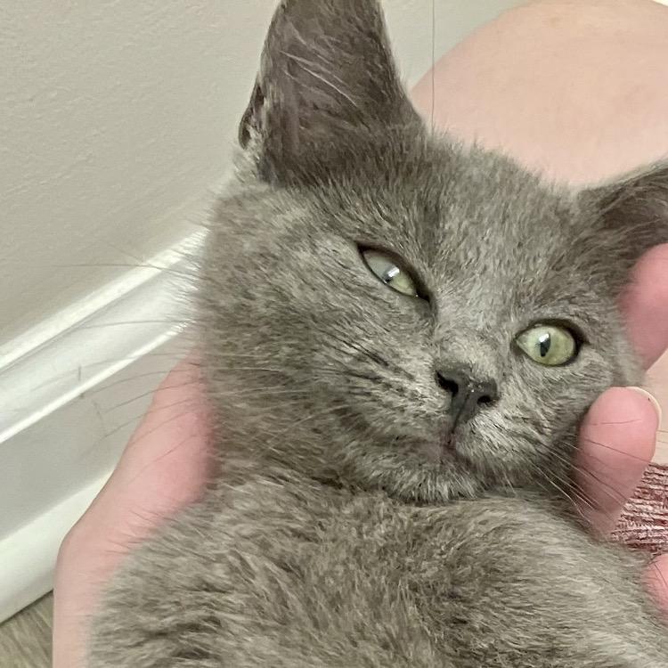 Enlarge Suki, a Adoptable Domestic Medium Hair in Waxhaw, NC image 2/2