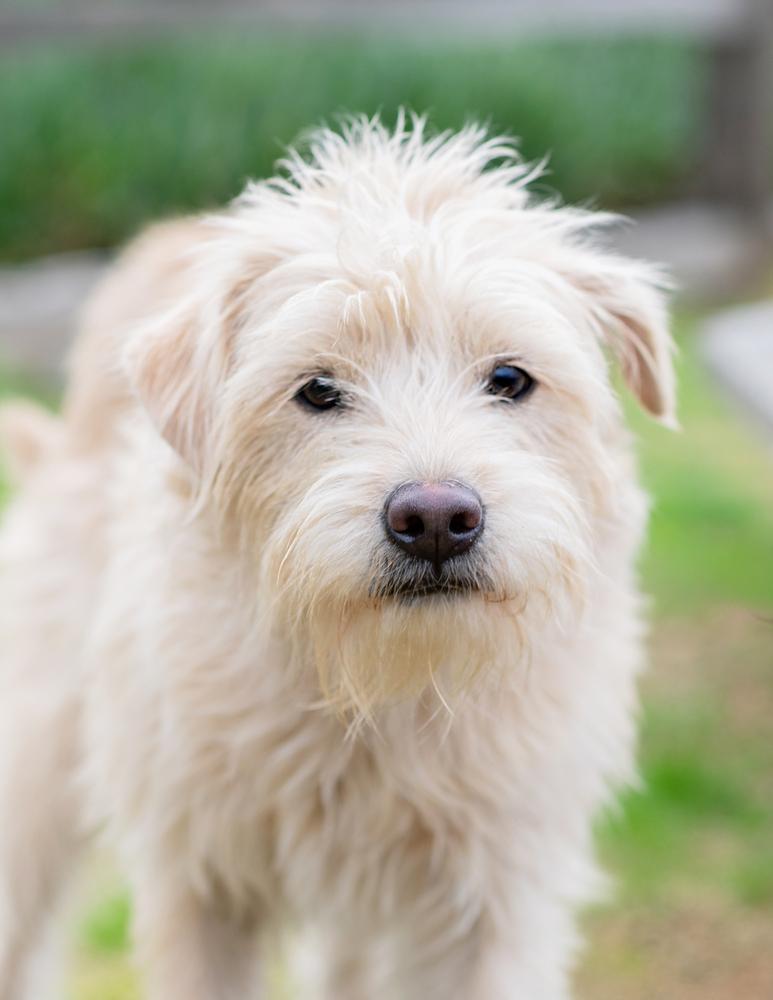 Enlarge Mason, a Adoptable mixed breed in San Diego, CA image 1/6