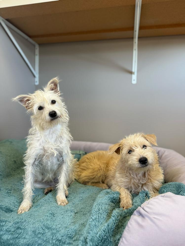 Mason, Adoptable, Young Male Terrier.