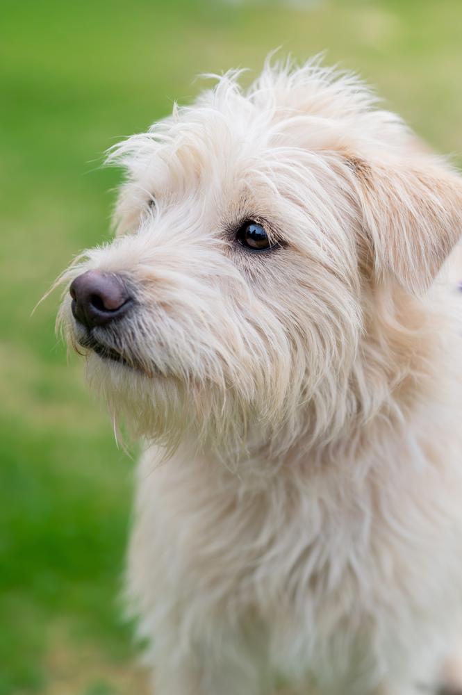 Enlarge Mason, a Adoptable mixed breed in San Diego, CA image 2/6