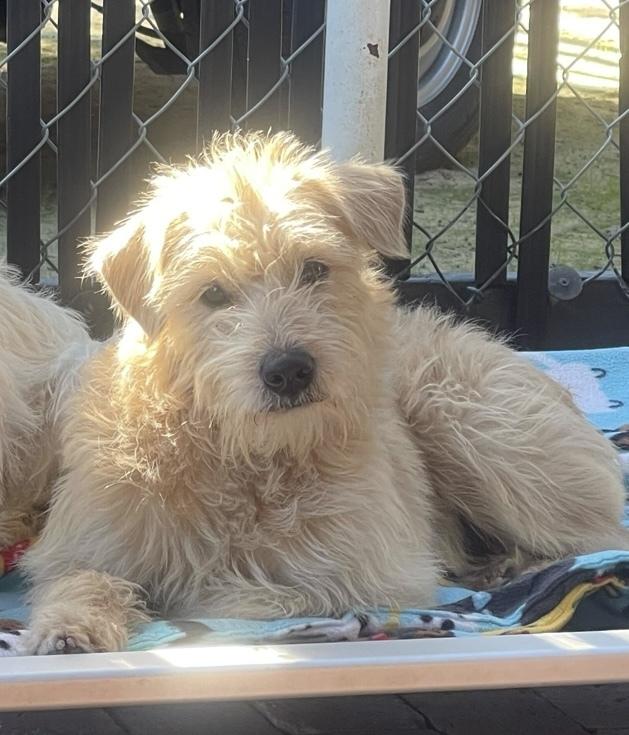 Mason, a Adoptable mixed breed in San Diego, CA image 3/5