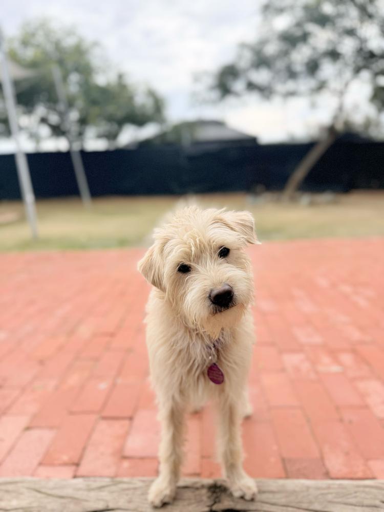 Enlarge Mason, a Adoptable mixed breed in San Diego, CA image 4/6