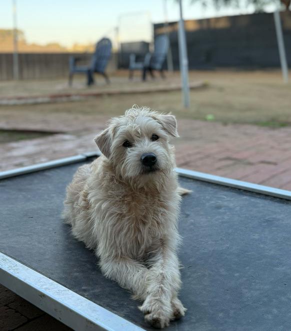 Mason, a Adoptable mixed breed in San Diego, CA image 4/5