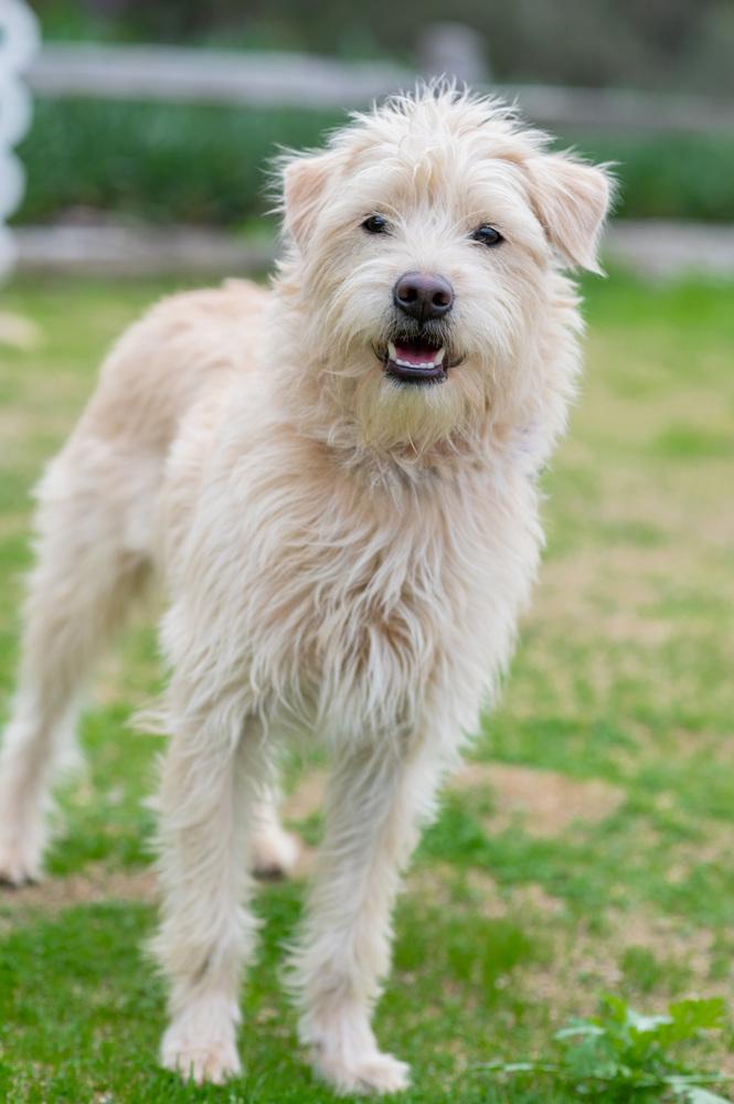 Enlarge Mason, a Adoptable mixed breed in San Diego, CA image 6/6