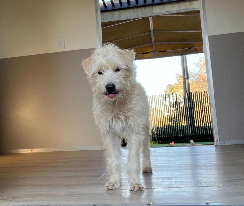 Mason, a Adoptable mixed breed in San Diego, CA image 5/5