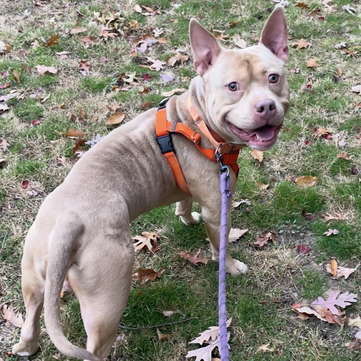 Enlarge Austin, a Adoptable mixed breed in Eatontown, NJ image 1/5