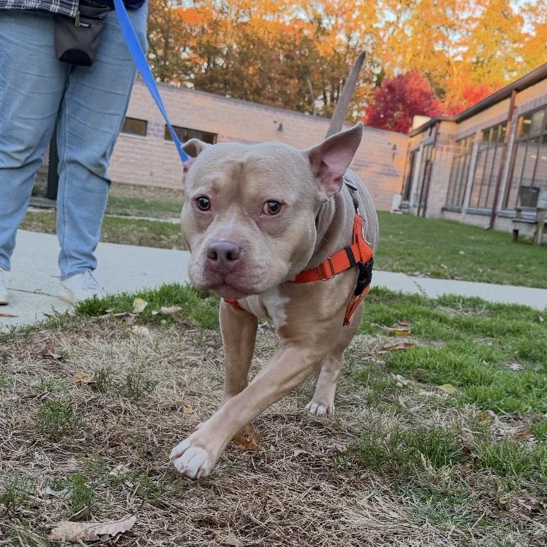Enlarge Austin, a Adoptable mixed breed in Eatontown, NJ image 3/5