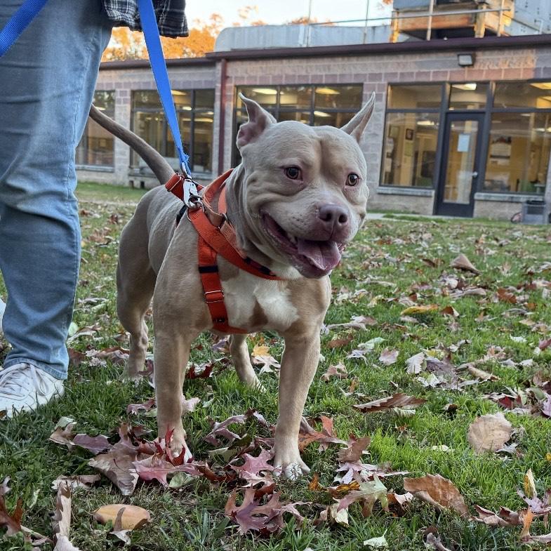 Enlarge Austin, a Adoptable mixed breed in Eatontown, NJ image 4/5