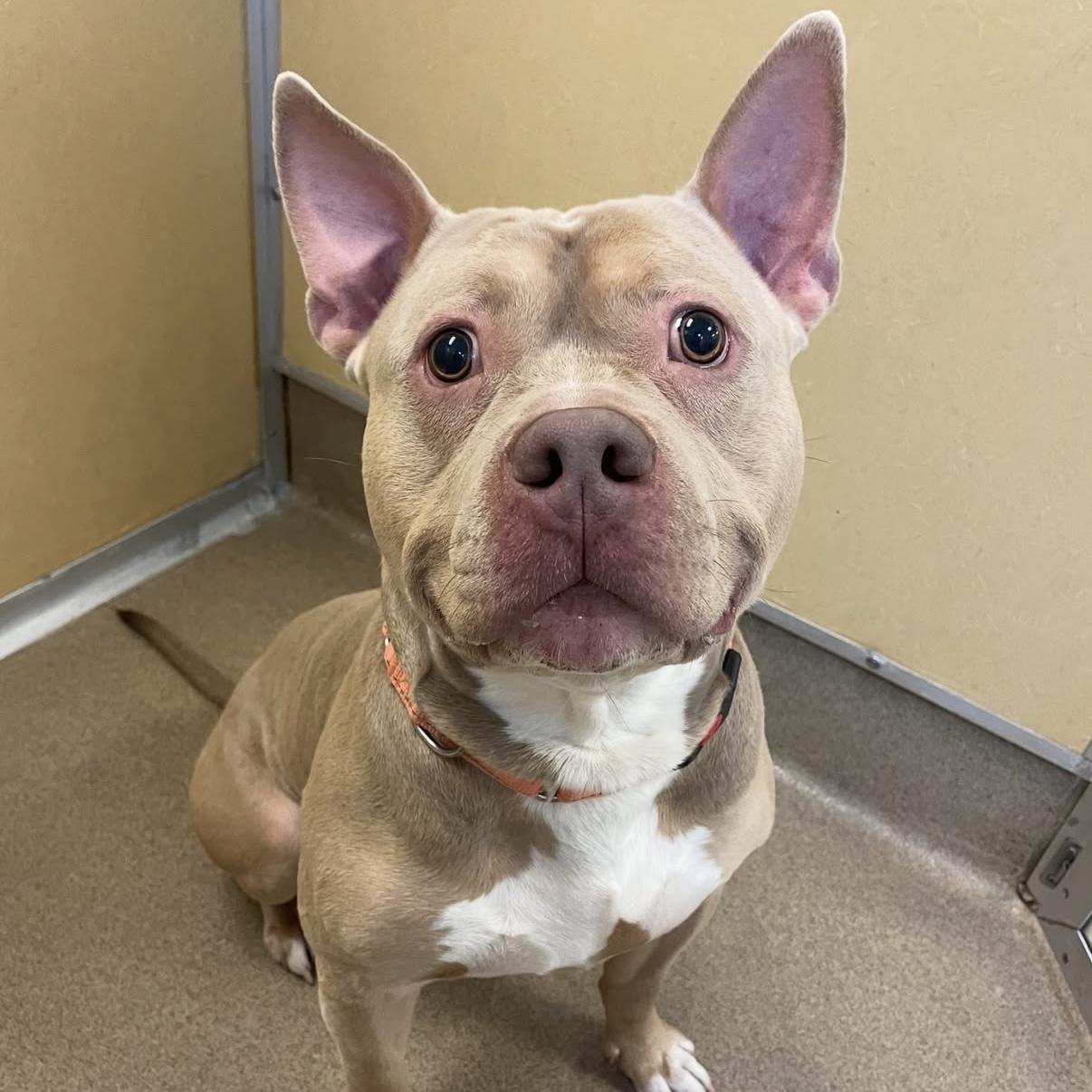 Enlarge Austin, a Adoptable mixed breed in Eatontown, NJ image 2/5