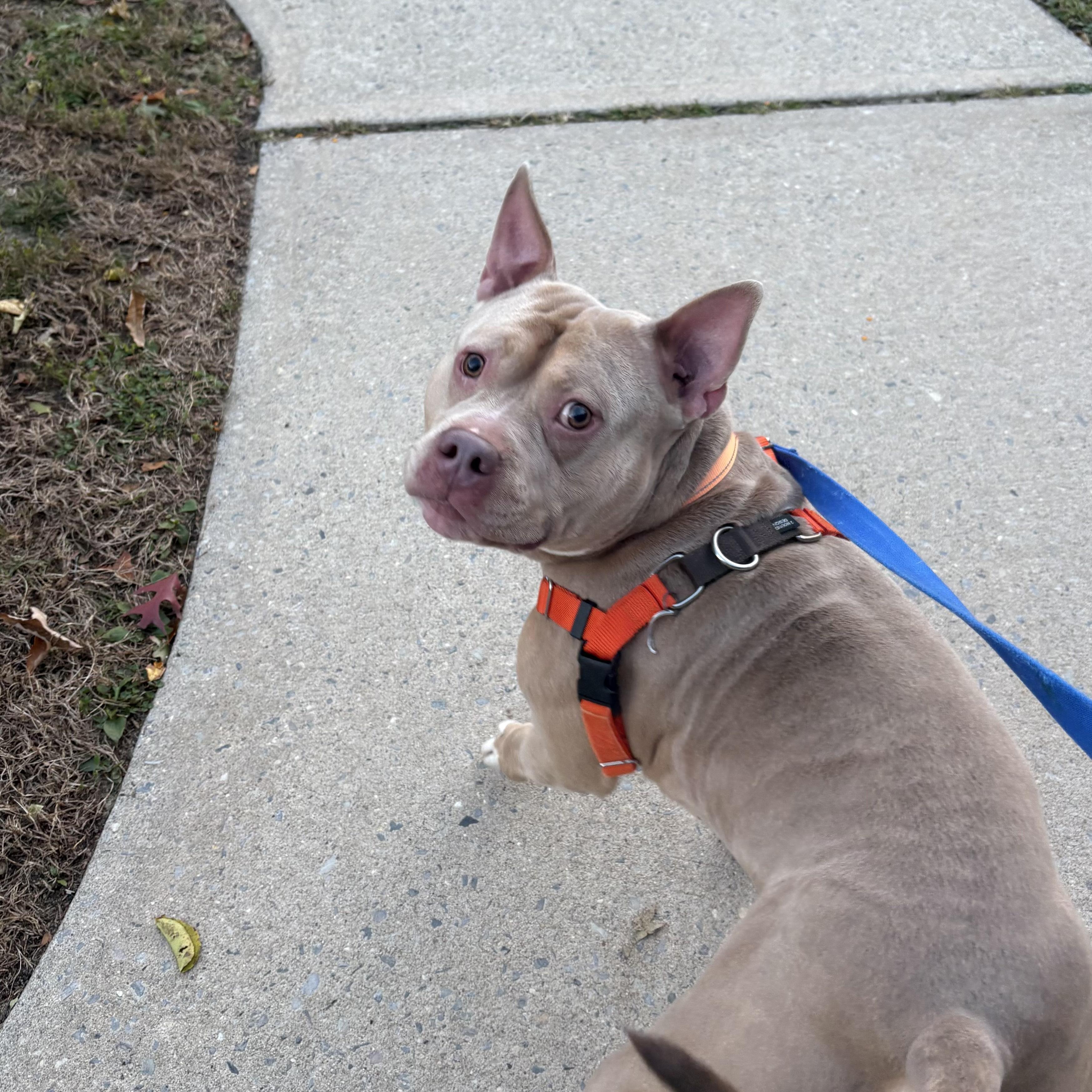 Enlarge Austin, a Adoptable mixed breed in Eatontown, NJ image 5/5