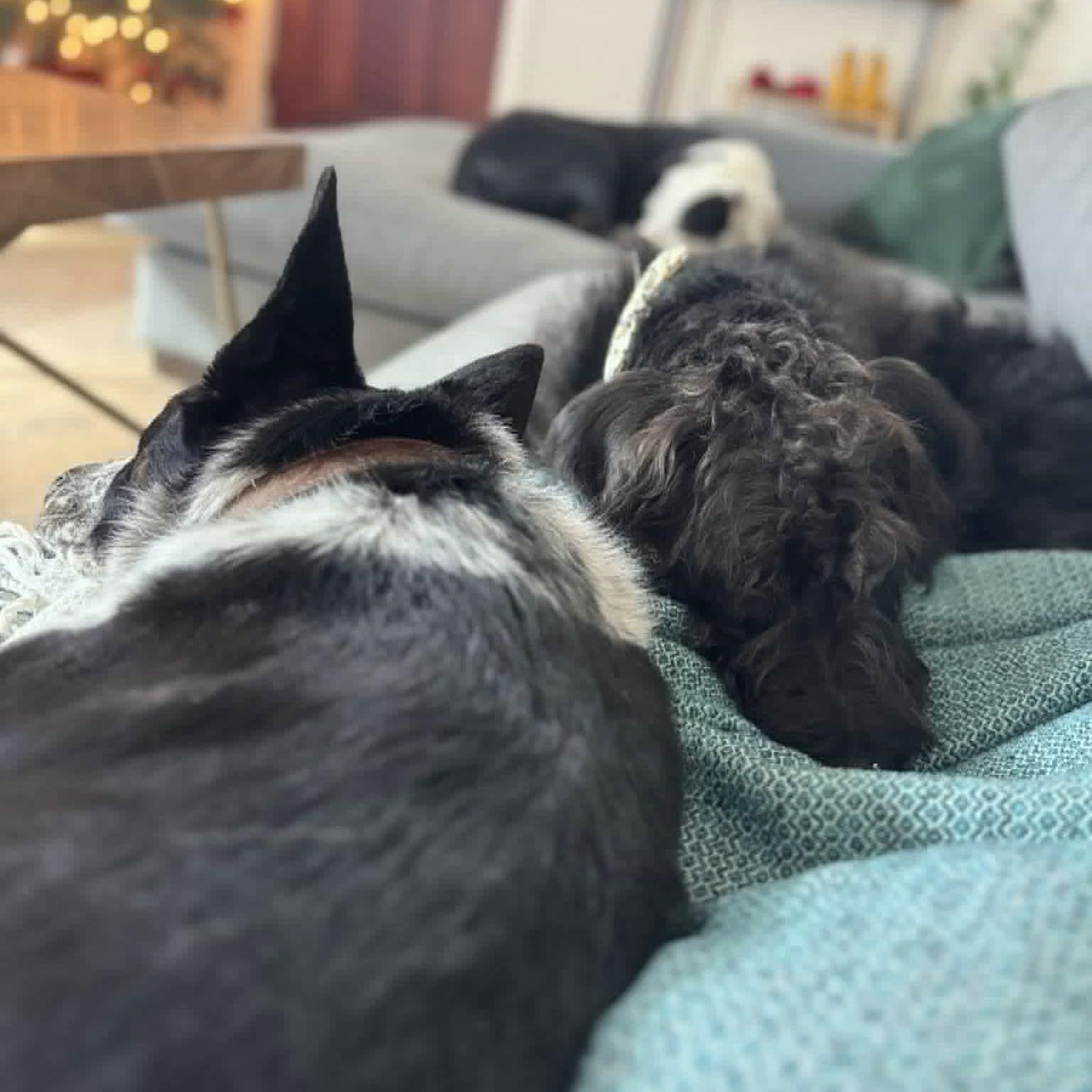 Enlarge Pluto, a ADOPTABLE mixed breed in Boulder, CO image 5/6