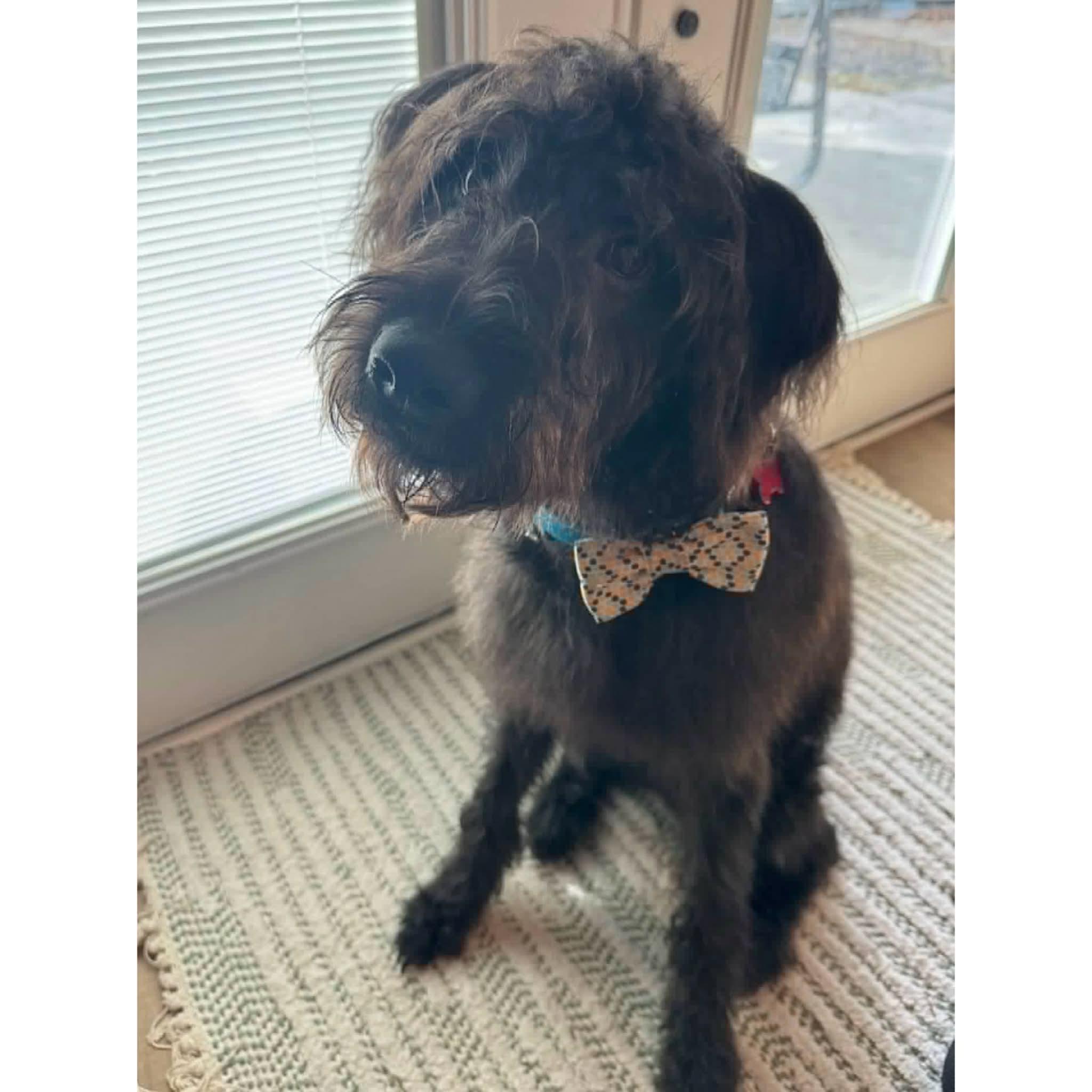 Enlarge Pluto, a ADOPTABLE mixed breed in Boulder, CO image 4/6