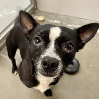 Jack, Adoptable, Adult Male Chihuahua & Mixed Breed.