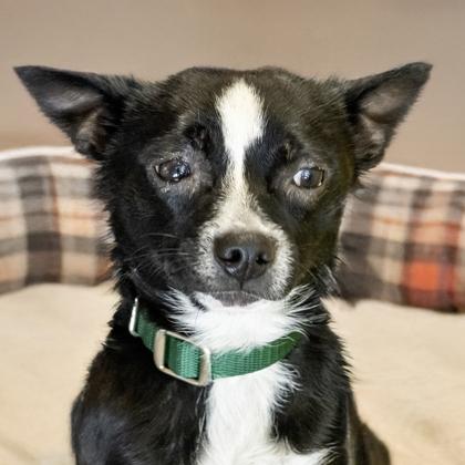 Jack, a Adoptable mixed breed in Camano Island, WA image 2/3