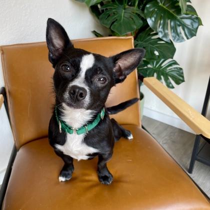 Jack, a Adoptable mixed breed in Camano Island, WA image 3/3