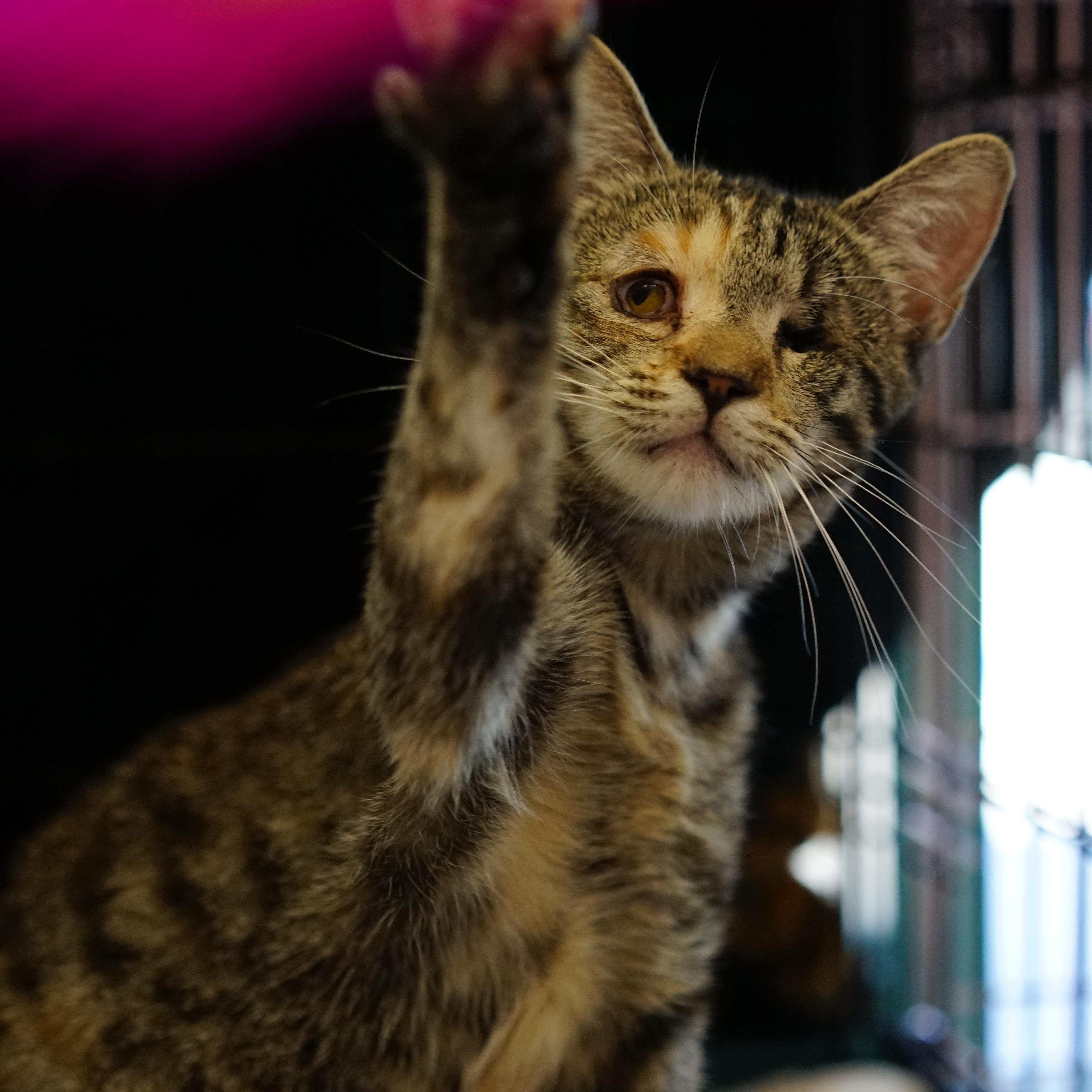 Enlarge Mara, a Adoptable Tabby in La Puente, CA image 2/2