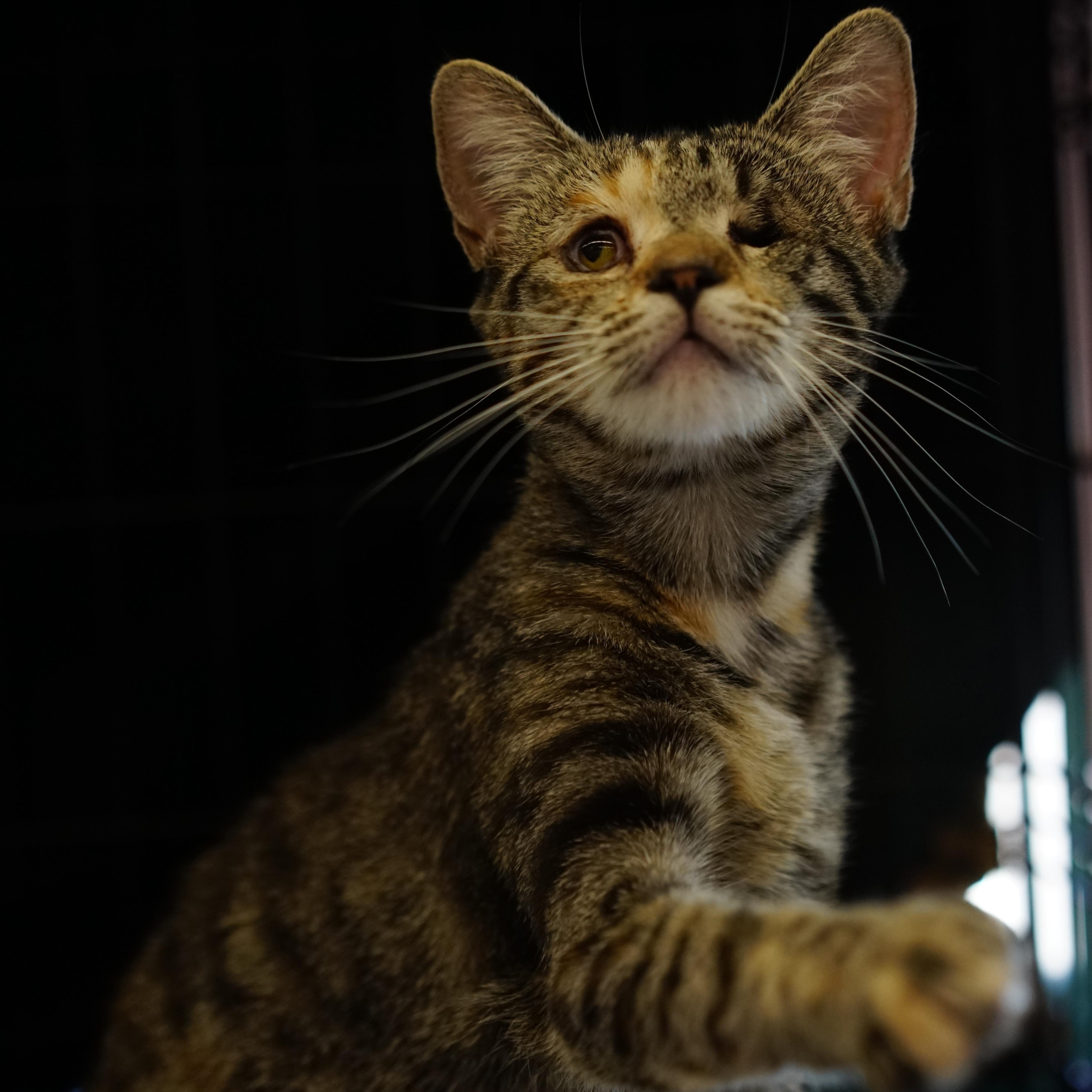 Mara, Adoptable, Young Female Tabby.