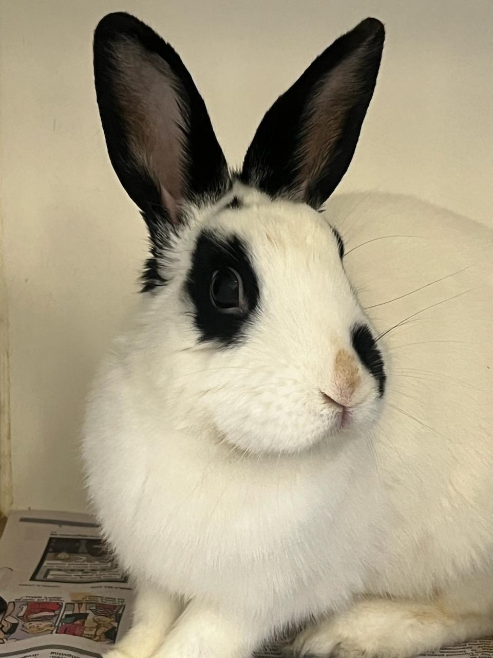 Layla (ID 51735), ADOPTABLE, Young Female Bunny Rabbit.
