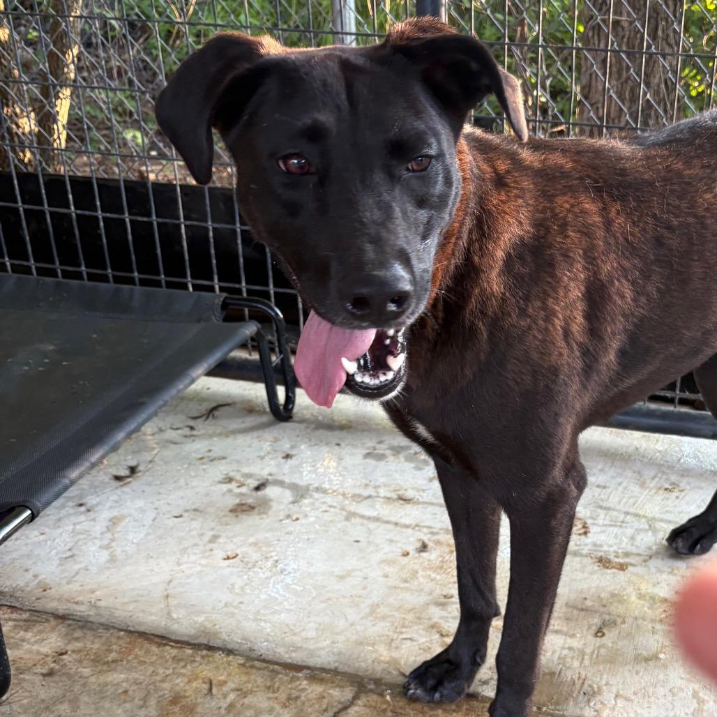 Enlarge Coral, a Adoptable mixed breed in Guin, AL image 1/6