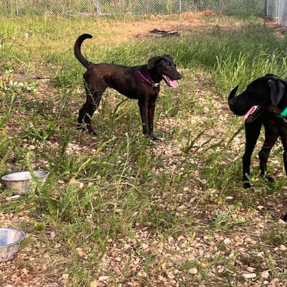 Enlarge Coral, a Adoptable mixed breed in Guin, AL image 2/6