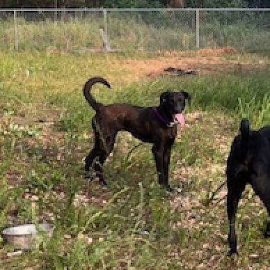 Enlarge Coral, a Adoptable mixed breed in Guin, AL image 3/6