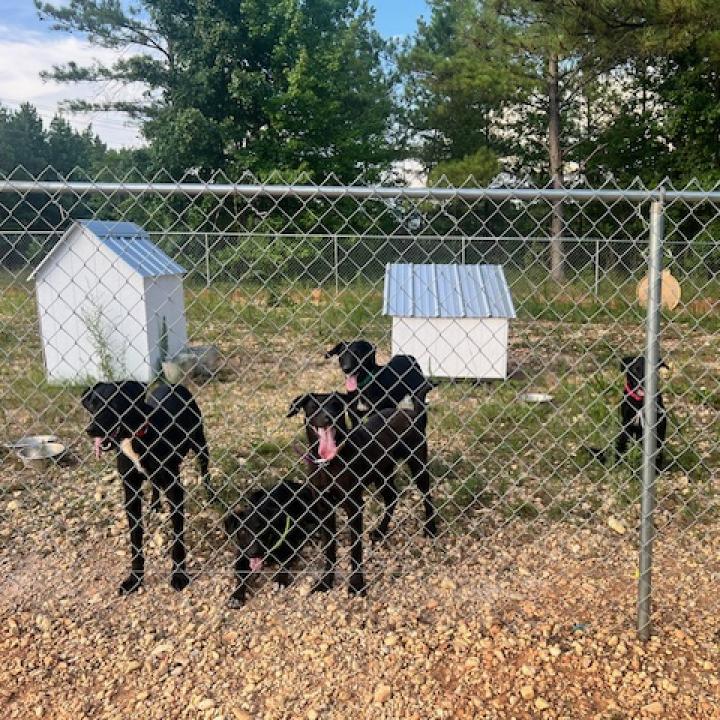 Enlarge Coral, a Adoptable mixed breed in Guin, AL image 4/6