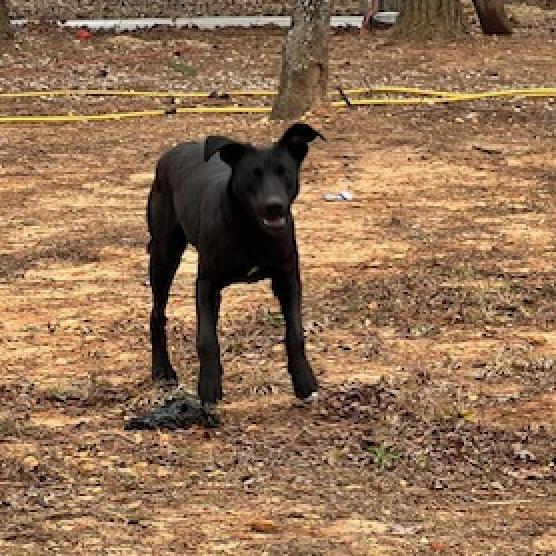 Enlarge Coral, a Adoptable mixed breed in Guin, AL image 5/6