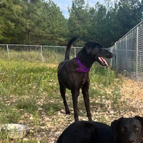 Enlarge Coral, a Adoptable mixed breed in Guin, AL image 6/6
