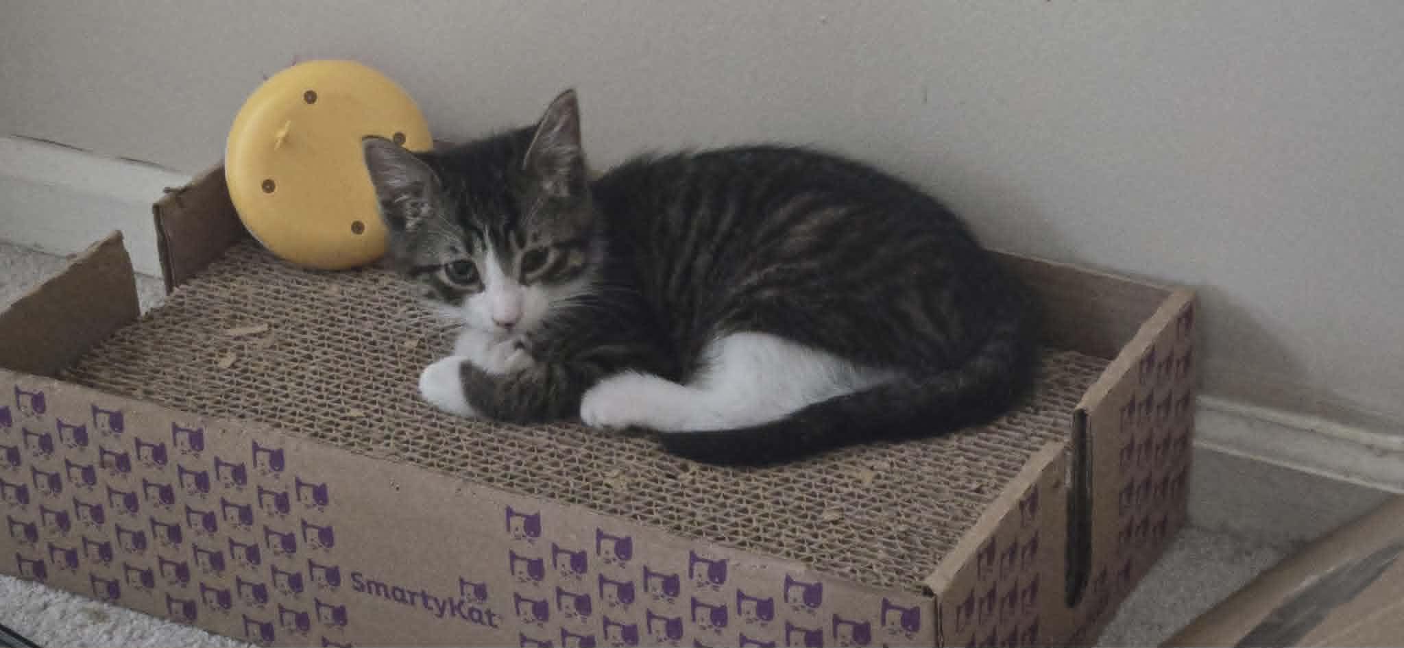 Enlarge Lager, a ADOPTABLE Domestic Short Hair in Fulton, NY image 4/5