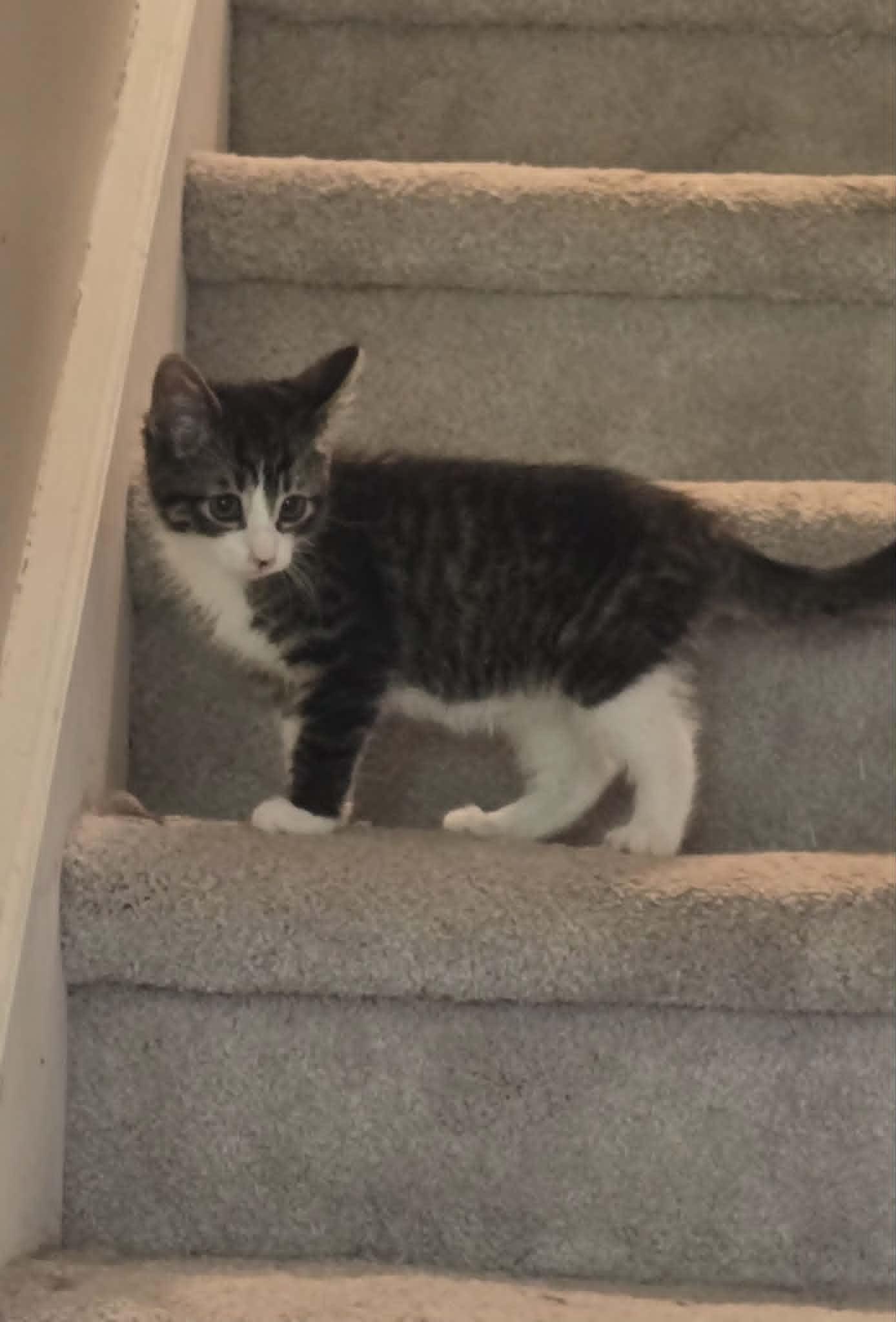 Enlarge Lager, a ADOPTABLE Domestic Short Hair in Fulton, NY image 5/5