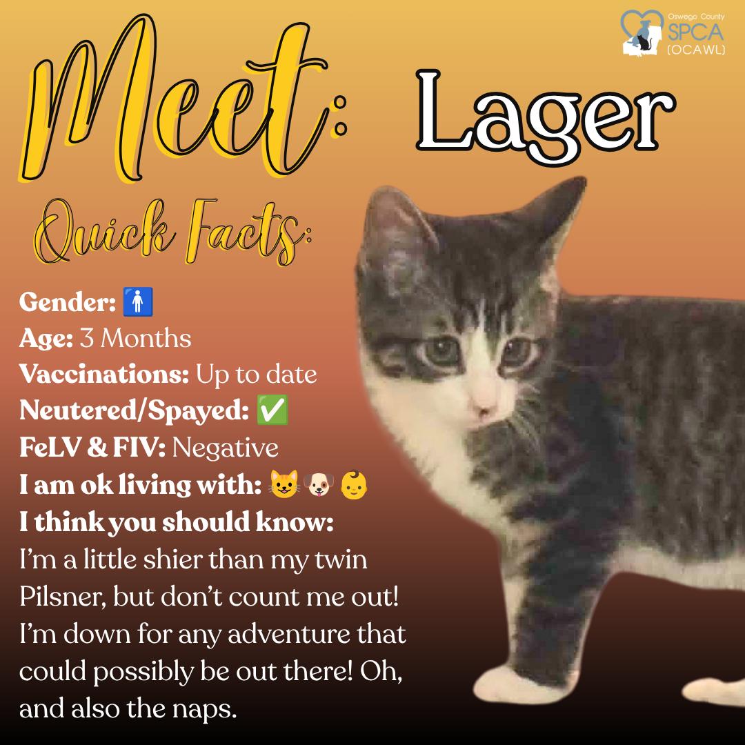 Enlarge Lager, a ADOPTABLE Domestic Short Hair in Fulton, NY image 1/5