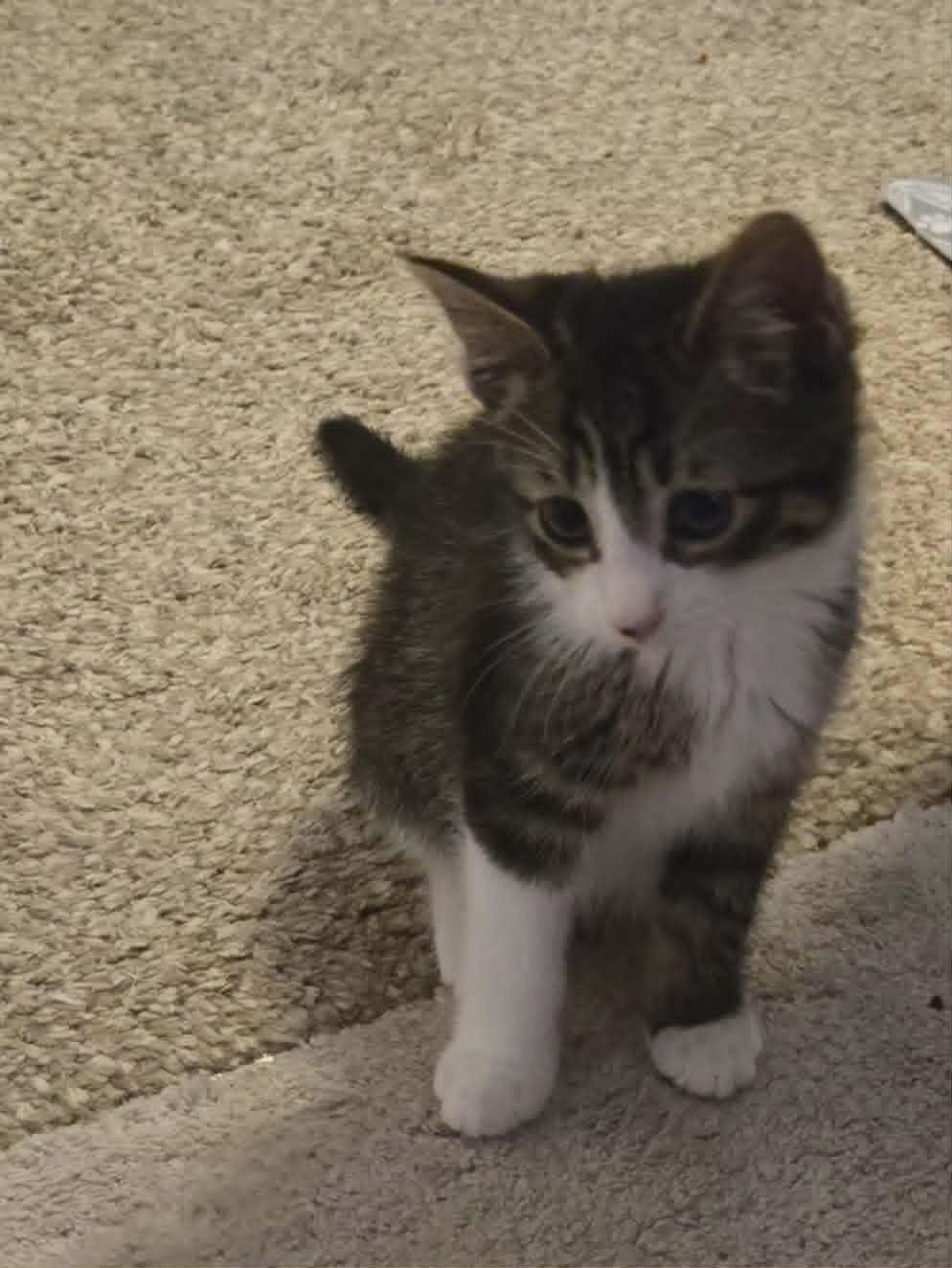 Enlarge Lager, a ADOPTABLE Domestic Short Hair in Fulton, NY image 2/5