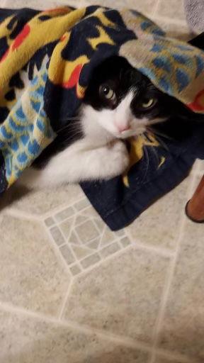 Moo, Adoptable, Young Male Domestic Short Hair.