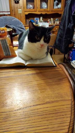 Enlarge Moo, a Adoptable Domestic Short Hair in Canal Winchester, OH image 2/3