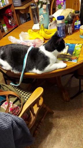 Enlarge Moo, a Adoptable Domestic Short Hair in Canal Winchester, OH image 3/3