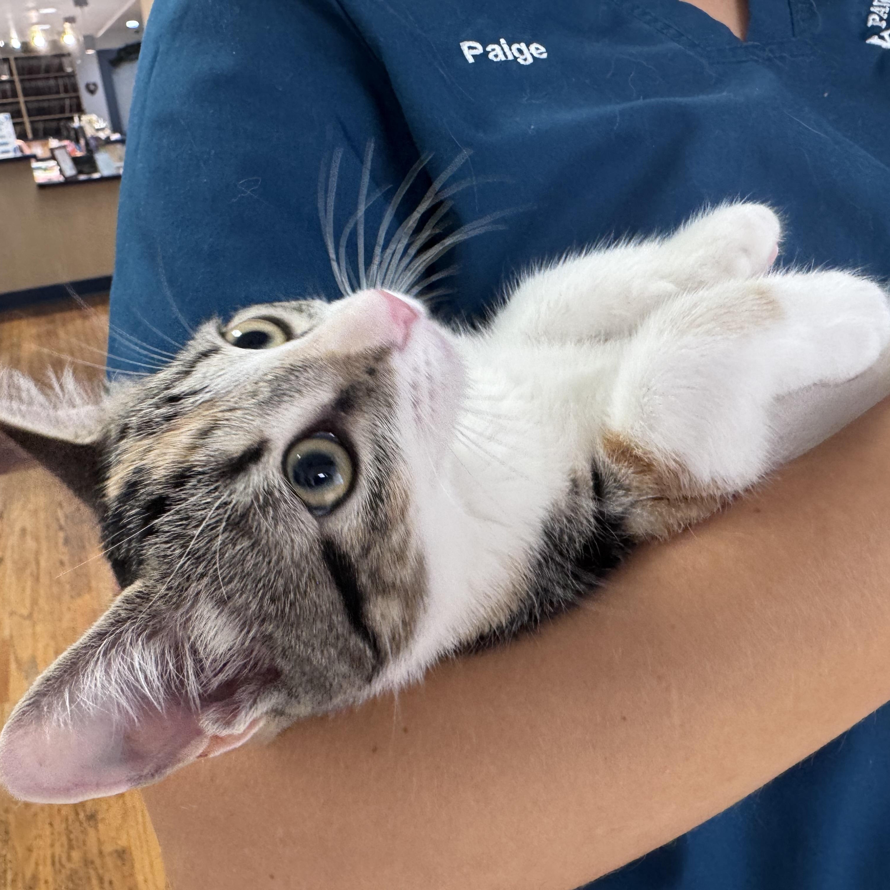 Enlarge Birch, an adopted Calico in Tallahassee, FL image 3/6