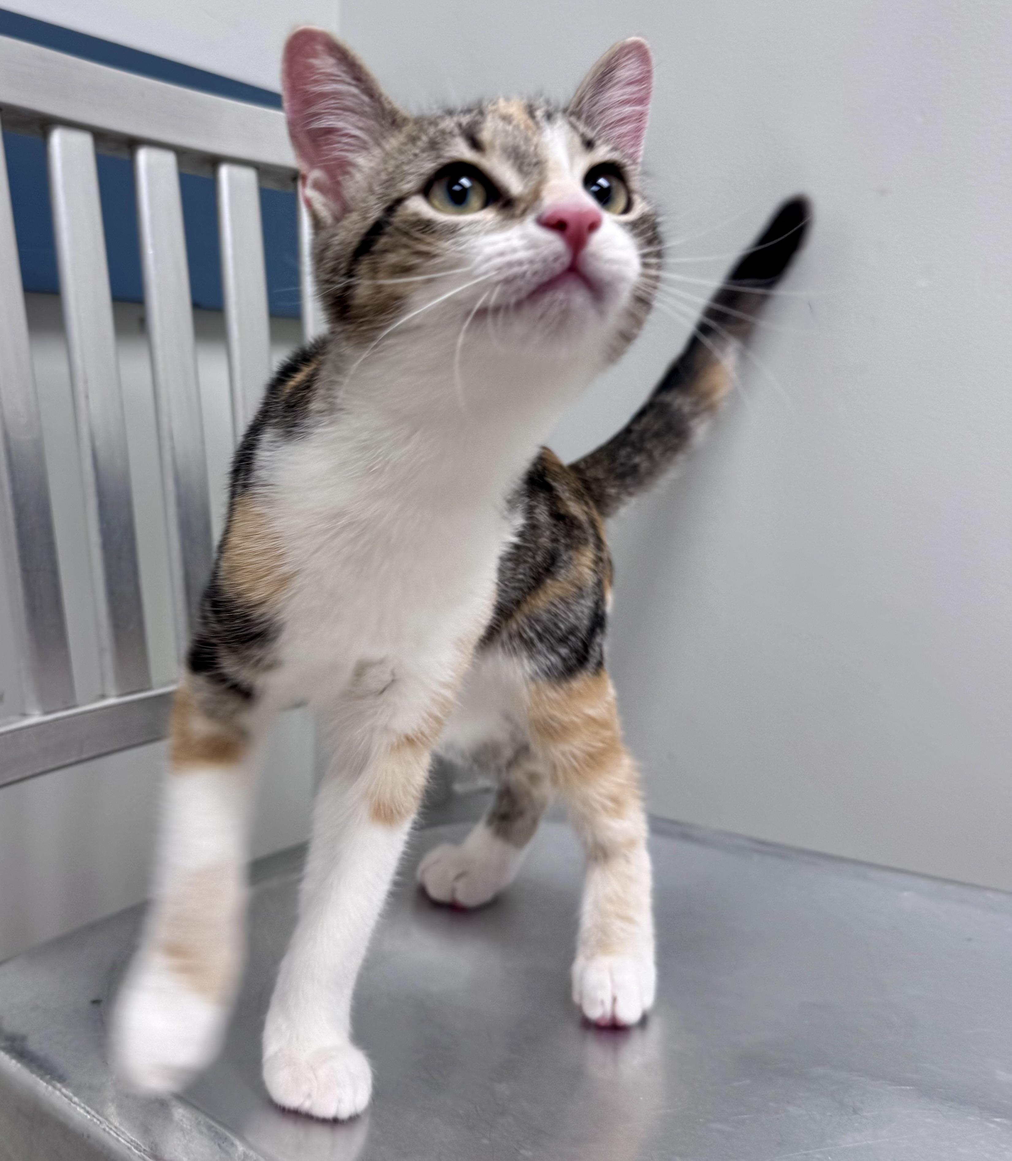 Enlarge Birch, an adopted Calico in Tallahassee, FL image 6/6